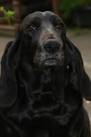 Black And White Basset Hound Mix Graziano Origgi Facebook Basset Hound Dog Bassett Hound Hound Dog