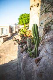 New Free Stock Photo Of Cactus Color Daylight Organic Horticulture Amazing Gardens Winter Garden