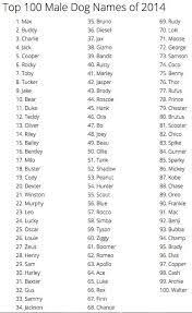 Jack Russell Names Google Search In 2020 Hamster Names Bunny Names Pet Bunny