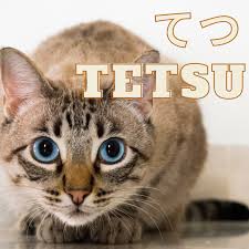 No matter whether you or your cat have japanese heritage, a japanese name will be a sure hit. 100 Cute Japanese Cat Names For Your Pet Pethelpful By Fellow Animal Lovers And Experts