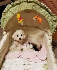 List of havanese dogs for adoption. Havanese Puppy For Sale Adoption Rescue For Sale In Mocksville North Carolina Classified Americanlisted Com