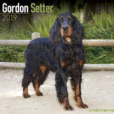 Linda shares her gordon setter agility training experience with us and we're both hoping it might be enough to encourage some of you to give this fun competition a whirl! Gordon Setter 2019 Wall Kalender Avonside Publishing Amazon De Bucher