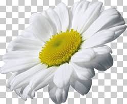 Are you searching for single flower png images or vector? Single Flowers Png Images Single Flowers Clipart Free Download
