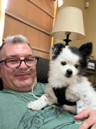 Introduction of Chihuahua Papillon Mix Dog