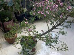 Japanese Rose Bonsai Japanese Rose Plants Bonsai