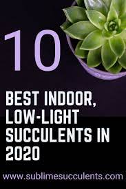 21 Best Low Light Indoor Succulents Dead Easy To Grow Inside Low Light Succulents Indoor Plants Low Light Succulents Indoor