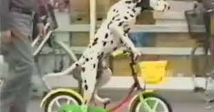 A Cop Just Came To My Door And Said My Dogs Were Chasing People On Bikes Biker Dog Japanese Funny Biking With Dog