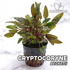 Planting for your cryptocoryne beckettii. Cryptocoryne Beckettii Premium Buces