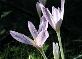 2003 begründete der verein die erste private wohngemeinschaft für demenzkranke. Herbstzeitlose Als Heilpflanze Awl Ch