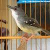 Selain itu, sirip perut pejantan akan lebih panjang namun agresivitas antara cupang betina tidak seganas antarcupang jantan. Ciri Ciri Burung Tledekan Kembang Decu