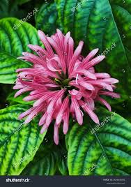 Image result for Justicia carnea