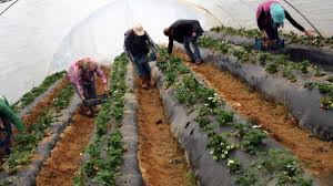 Oyuncak çiftlik ve kümes hayvanlarından oluşan poşetleri. Ruyada Sera Gormek Nedir Ruyada Sera Yapmak Ne Anlama Gelir Diyadinnet