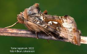 Image result for Autographa macrogamma