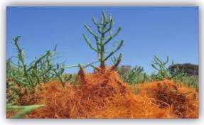 Image result for Cuscuta hyalina