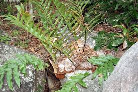 Image result for Drynaria