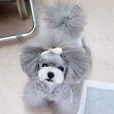 Japanese Style Grooming Ermoko S Photo On Instagram Japanese Dog Grooming Poodle Haircut Dog Grooming Styles