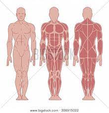 Skeletal muscles cover your skeleton, giving your body its shape. Stylized Muscle Man Vector Photo Free Trial Bigstock