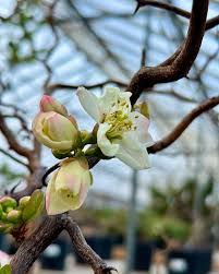 Image result for Kotschya speciosa