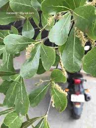 Image result for Terminalia neotaliala