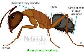 Carpenter Ant Identification Resources Nebraska Extension