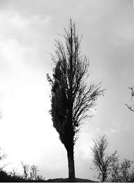 If a lot of the buds are completely dead, but the twig and branch is still alive there is a good chance that the tree has been growing poorly for a couple of years or more. Half Dead Half Alive Tree Dead Tree Tattoo Tree Tattoo Alive Tattoo