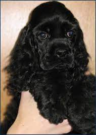 i want a beautiful black cocker spaniel when were older i want a male and name him rocky cocker spaniel dog black cocker spaniel cocker spaniel puppies