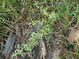 Image result for Nothosaerva