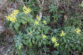 Image result for Oldenlandia angolensis