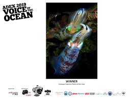 Ag global venture sdn bhd. Adex Singapore 2019 Voice Of The Ocean Competition Winners Underwater360