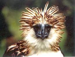 Bird That Sounds Like A Monkey Monkey Eating Eagle Birds Of Prey Tame Animals Animals