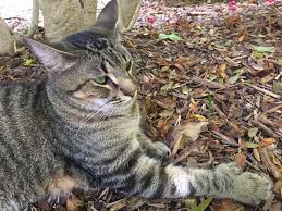 Hemingway's six-toed cats survive Irma ...