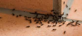 Fahey lawn & pest offers pest control services proven to keep your home pest free, guaranteed! Ace Pest Management Pest Control North Port Fl Pest Control Southwest Fl We Are Your Hometown Exterminators Home