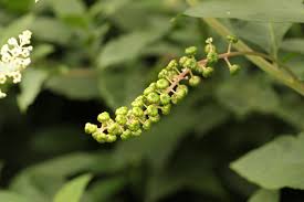 Image result for Phytolacca