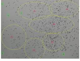 Too hard to swallow is the debut studio album by american hip hop duo ugk. Swallow Swarm Flying Circles Are Subcolonies And Triangles Are Local Download Scientific Diagram