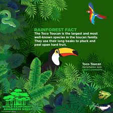 Pin By Meredith Seidl On Peppermint Narwhal Creative Fun Animal Facts Fun Facts About Animals Rainforest Facts Toco Toucan