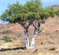 Image result for Boscia matabelensis