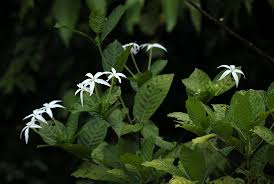 Image result for Leptactina