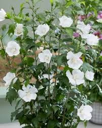 Image result for Hibiscus torrei