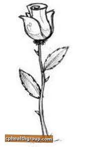 În acest tutorial, veți afla ce instrumente puteți utiliza, pentru a amesteca vizitaţi tutorialul. Cum SÄƒ AtragÄƒ Pas Cu Pas Un Trandafir In Creion Sau CÄƒrbune