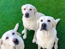 Follow Petparadiseresort On Instagram For Even More Cute Pups Pet Paradise Pets Winter Garden