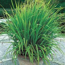 Learn how to grow lemongrass in your garden or indoors. Lemon Grass Gurney S Seed Nursery Co