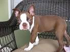 Red Fire Boston Terriers