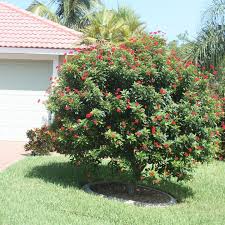 Image result for Jatropha erythropoda