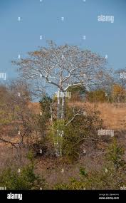 Image result for Sterculia subviolacea