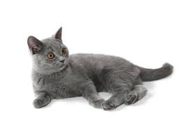 British Shorthair History Facts Size And Kitten Information