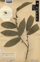 Image result for Uvaria welwitschii