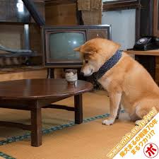 Shinjiro Ono On Instagram Today S Pic Chabudai Japanese Dining Tables Chabudais Were Common And Standard Dining Shiba Inu Cute Small Dogs Japanese Dogs