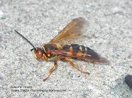 Yellow and black cicada killers earned their common name for good reason. Cicada Killer Wasps Abundant Now Horticulture And Home Pest News