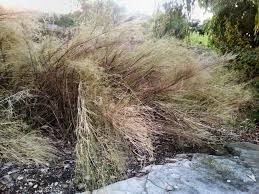 Although often confused for bamboo trees due to their height, these plants are actually considered grasses. Austrostipa Ramosissima Bamboo Grass Gardening With Angus