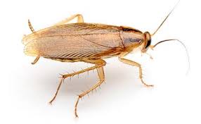 Pest control services completely solution stop flies, and other flying insects in your home. Services German Cockroach Pest Control Services From Gurgaon Haryana India By Insta Kill Pesticides Id 1917462